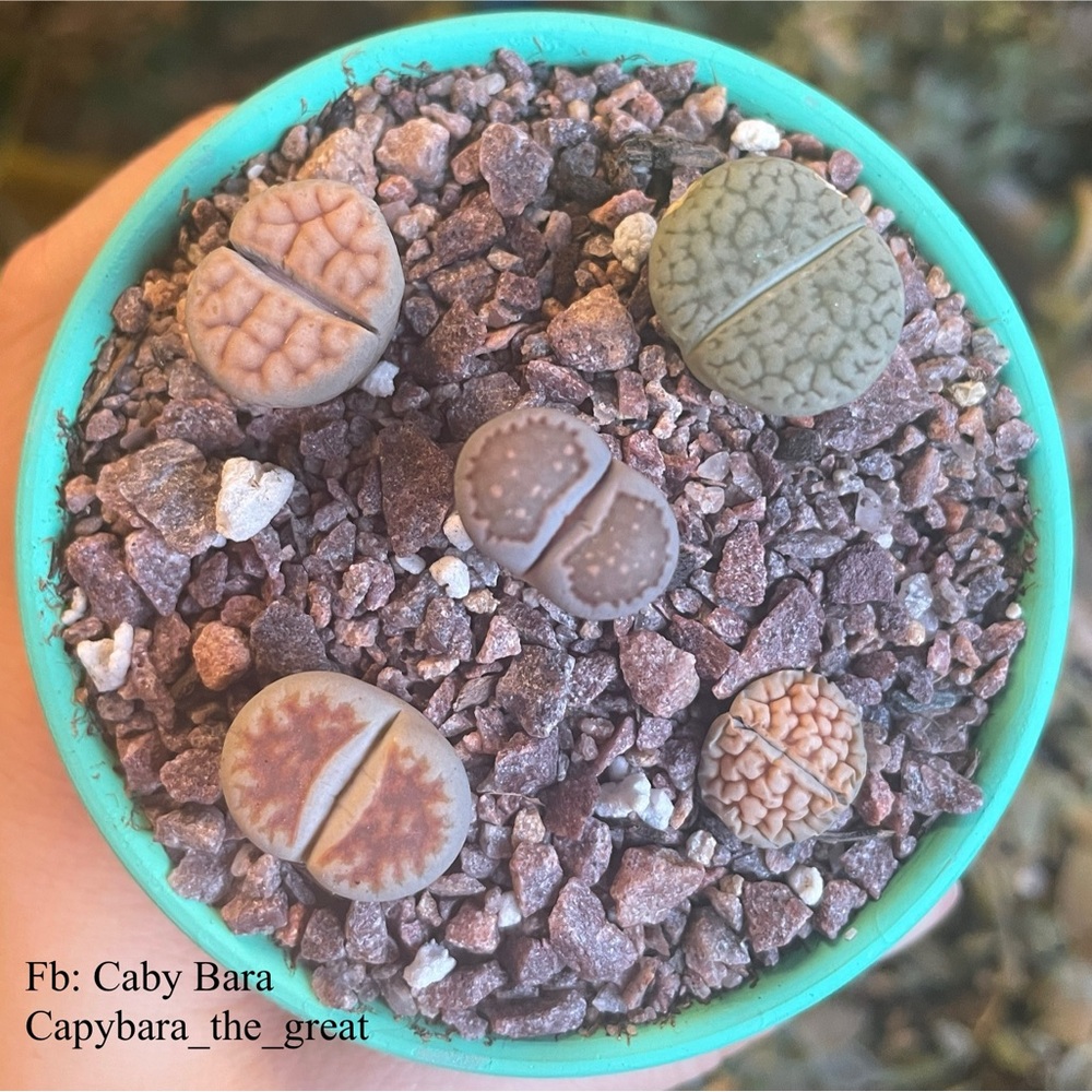 Lithops Succulent Plants
